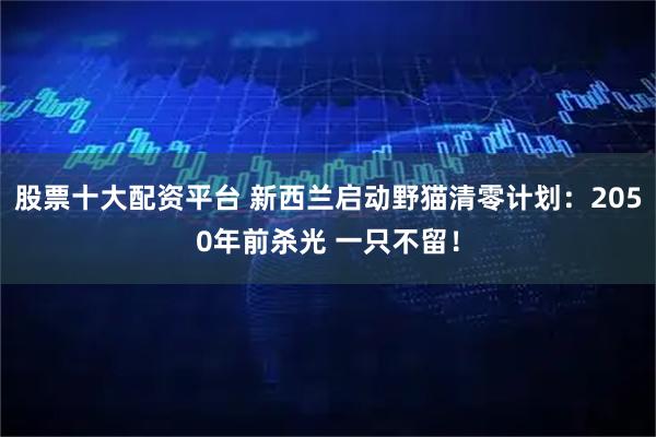 股票十大配资平台 新西兰启动野猫清零计划：2050年前杀光 一只不留！